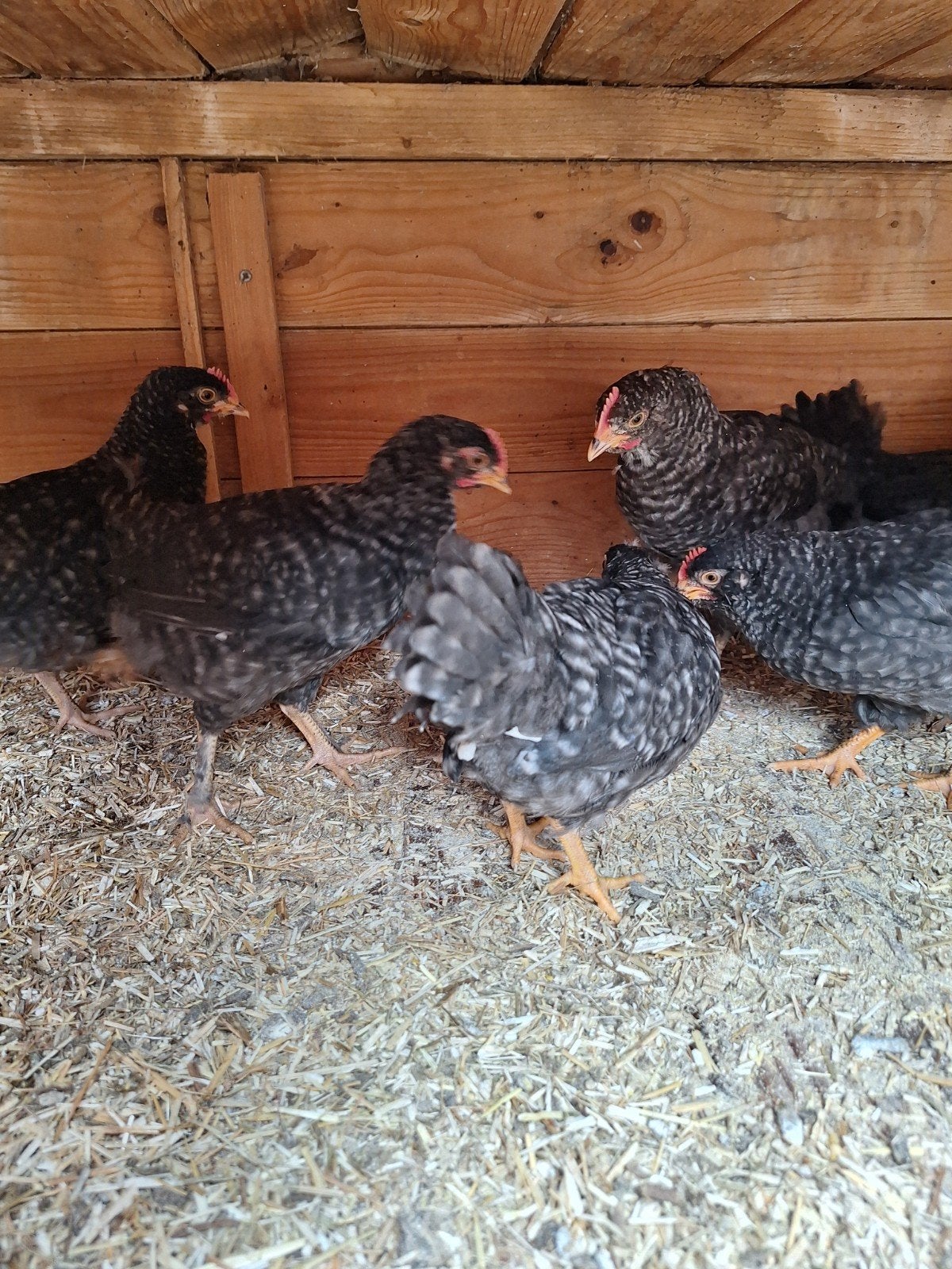 Jonge kleurlegger,- en brahma hanen, Dieren en Toebehoren, Pluimvee, Mannelijk, Kip