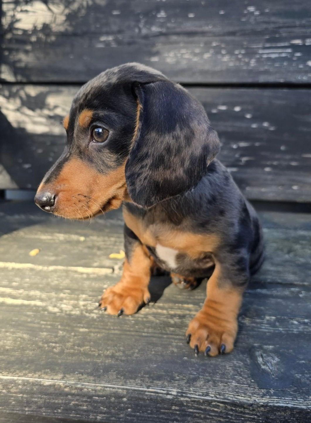 Merle dwergteckels puppy’s, CDV (hondenziekte), 8 tot 15 weken, Korthaar, Dwerg