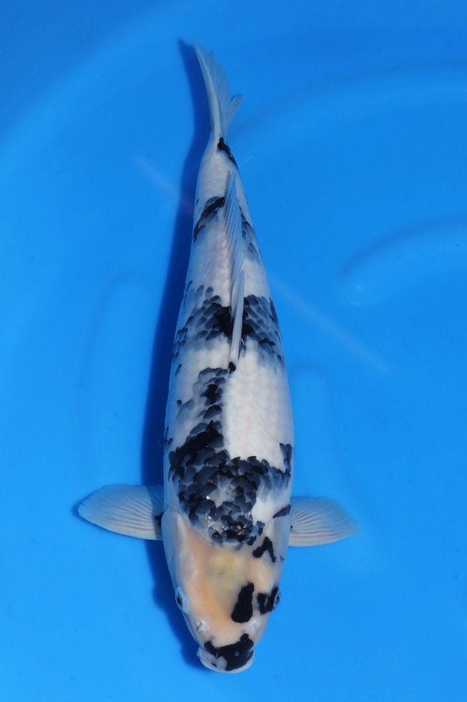 HQ++ Shiro Utsuri met 60 Omosako, Dieren en Toebehoren, Karper of Koi