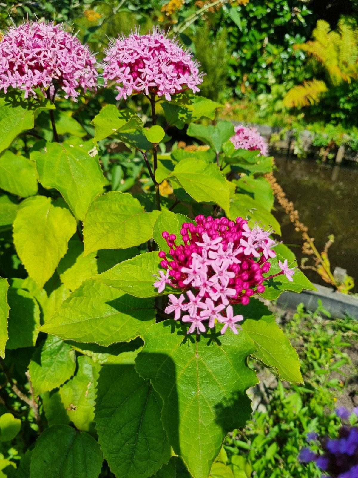 Clerodendrum bungei ofwel pindakaasplant., Ophalen, Volle zon