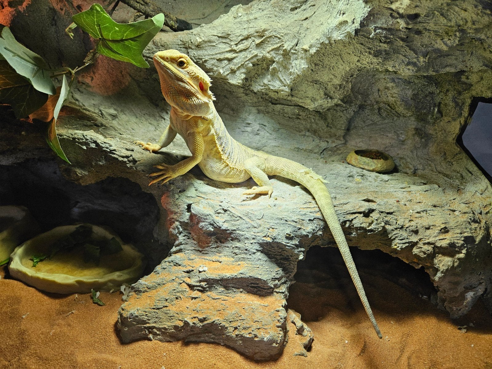 baardagaam inclusief terarium en toebehoren Bearded Dragon photo 10