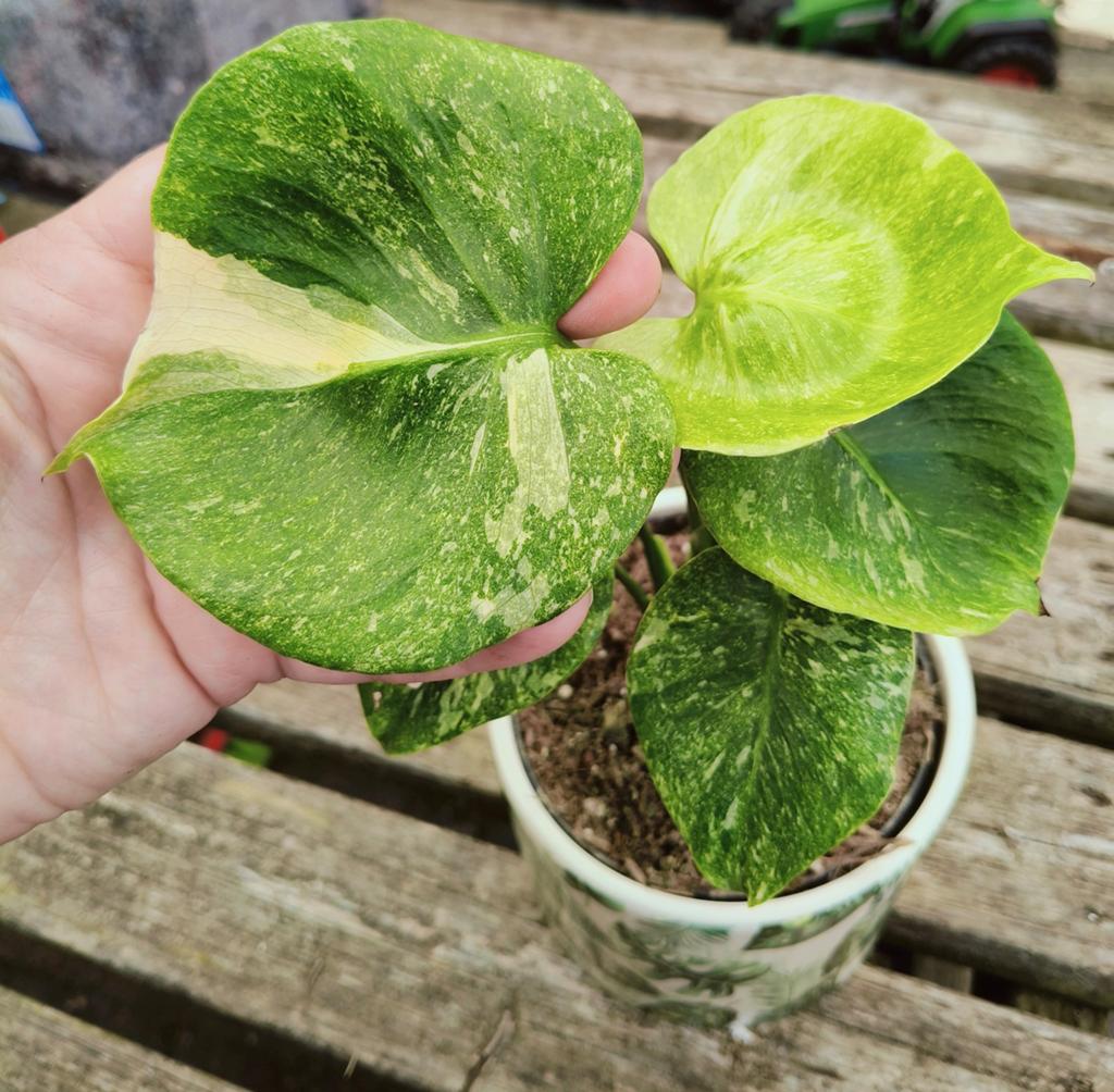 Monstera Swedish ghost  Kamerplanten  Marktplaats
