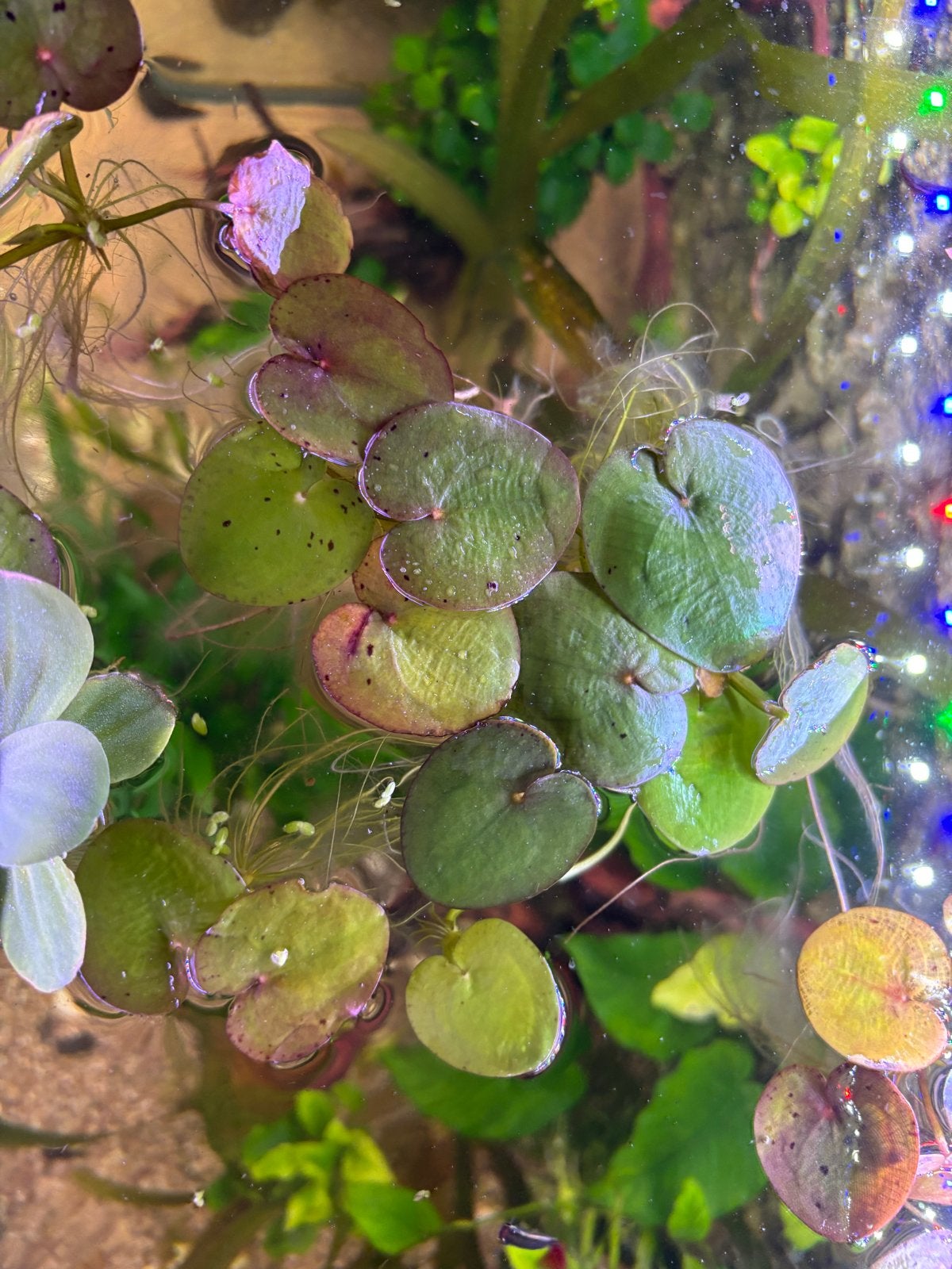 Limnobium lavaegattm , ookwel kikkerbeet, Ophalen, Plant(en), Steen of Hout