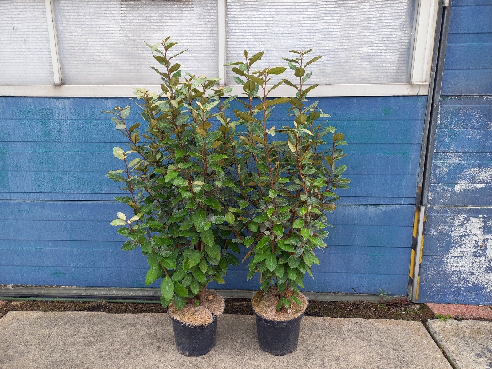 Elaeagnus compacta 90/100cm €12,50, ebbingei 100cm €12,50, Ophalen, Volle zon