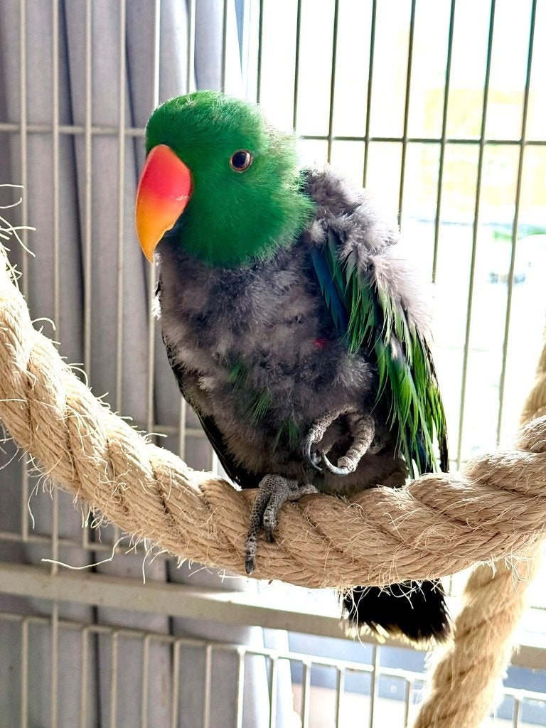 Mannelijke Edelpapegaai zoekt rustig huis, Dieren en Toebehoren, Vogels | Parkieten en Papegaaien, Mannelijk, Papegaai, Pratend