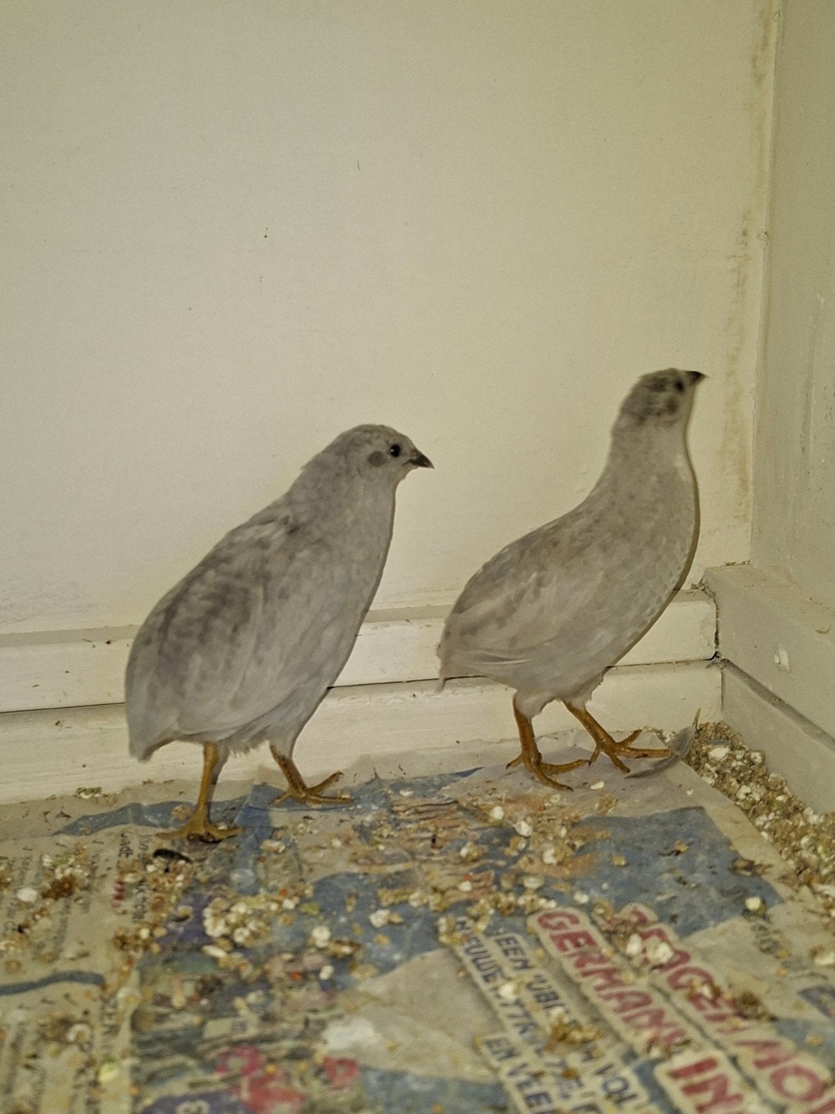chinese dwergkwartels, Dieren en Toebehoren, Vogels | Overige Vogels, Meerdere dieren