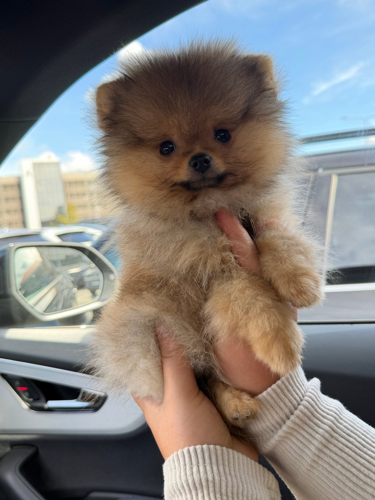 Teacup Pomeriaan zoekt een gouden mandje!, Particulier, Overige rassen, 8 tot 15 weken, Buitenland