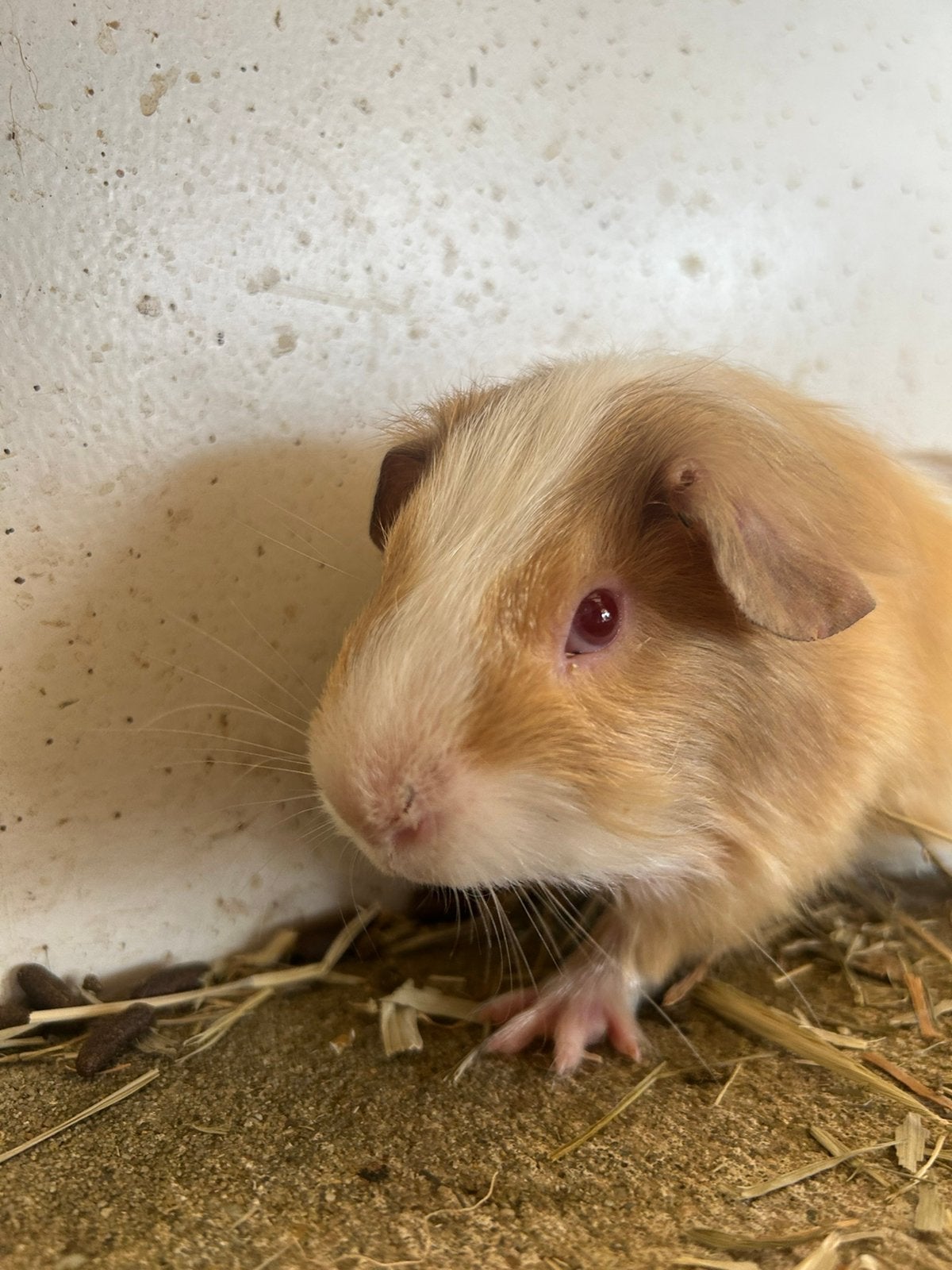 Prachtige cavia beertjes broertjes, mogen verhuizen!, Dieren en Toebehoren, Cavia, Mannelijk, Mei, Tam