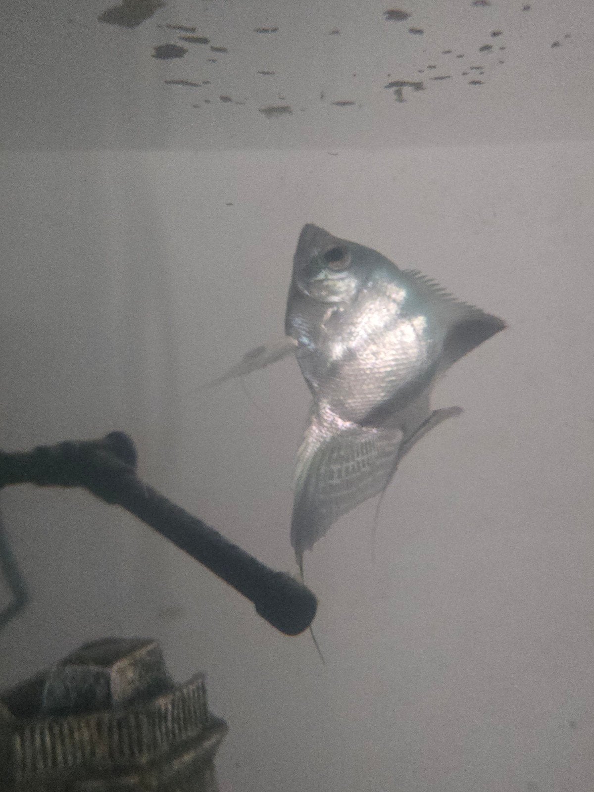Maanvis, Dieren en Toebehoren, Vissen | Aquariumvissen, Vis