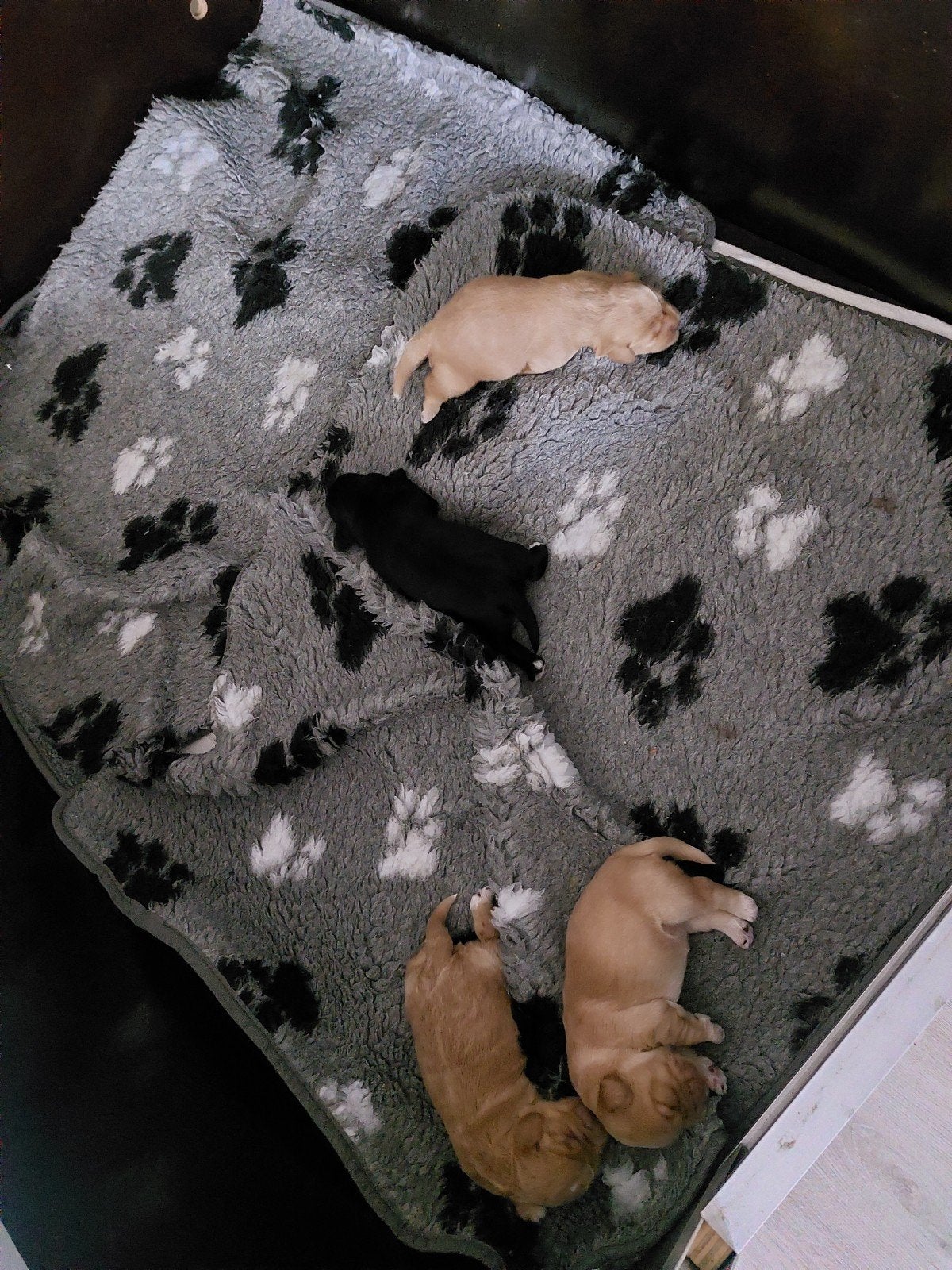 labradoodle x cockapoo pups, Overige rassen, 8 tot 15 weken, Parvo, Meerdere