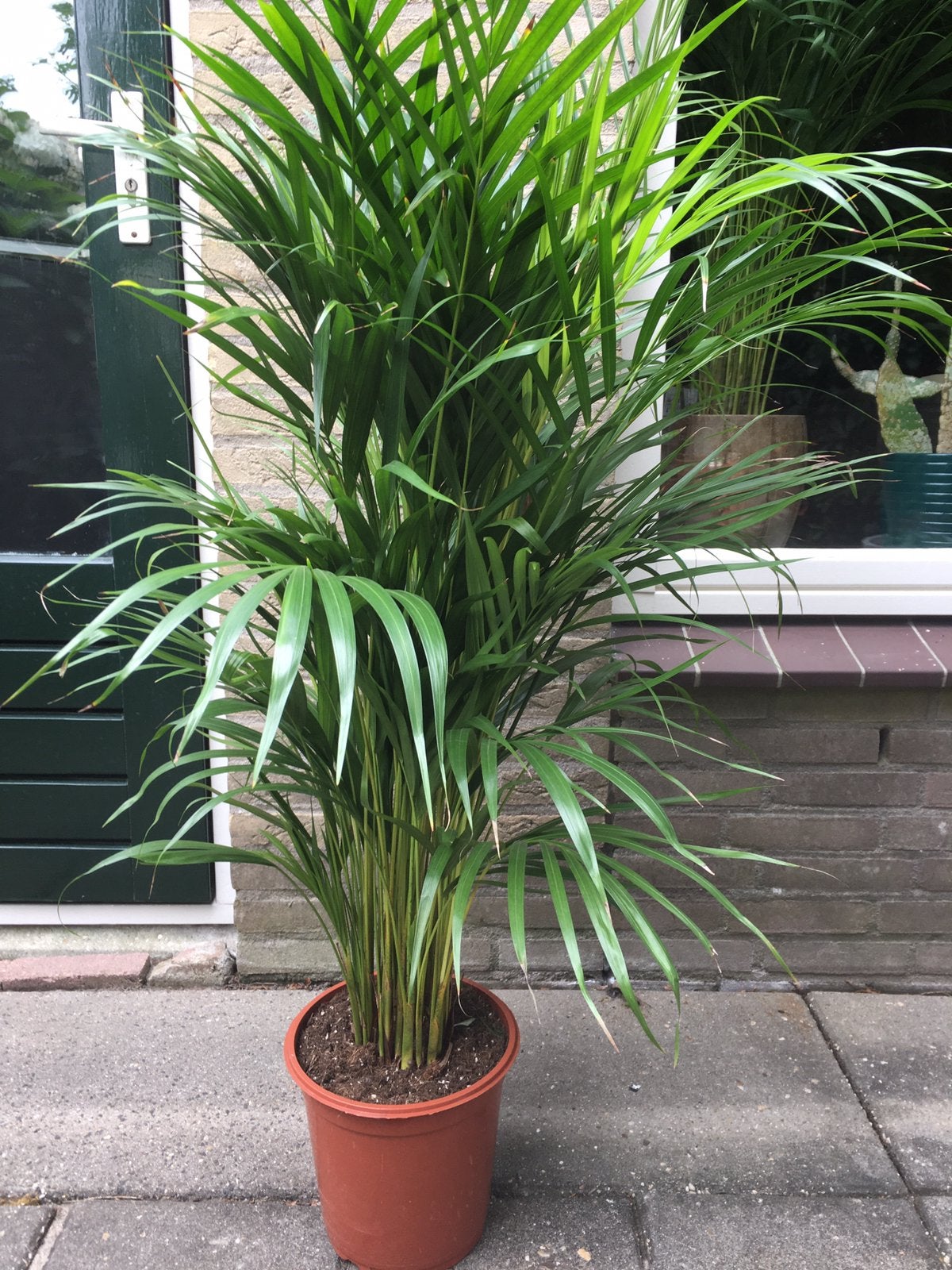 Areca Palm. goud Palm. Vers van de veiling, Ophalen, 100 tot 150 cm, Palm, Halfschaduw