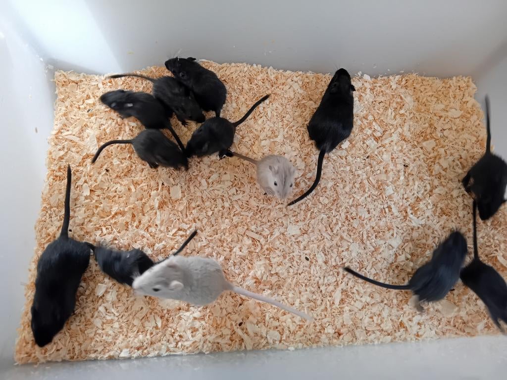 Gerbils, Dieren en Toebehoren, Knaagdieren, Februari, Meerdere dieren, Overige typen, Tam