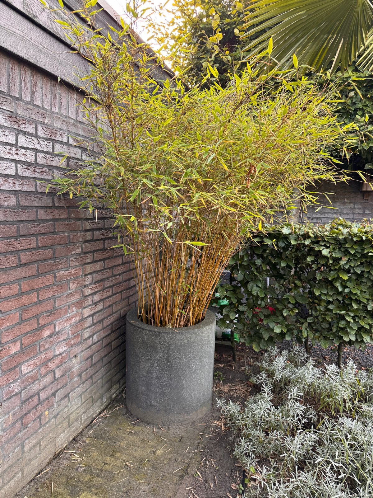 Gratis bamboe in pot - zelf ophalen, Vaste plant, Bloeit niet, Halfschaduw, Ophalen