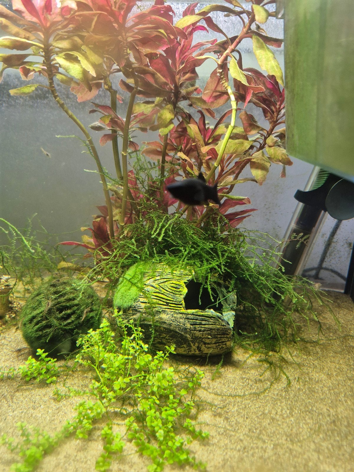 Black Molly vis (Breda), Dieren en Toebehoren, Vissen | Aquariumvissen, Vis