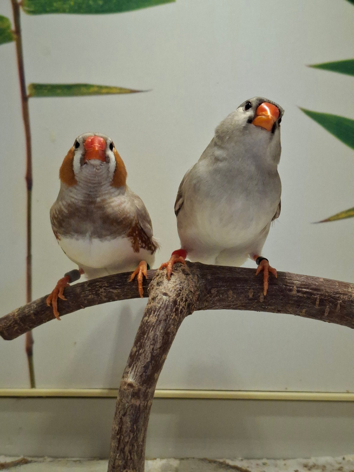 zebravinken koppel 2, Meerdere dieren, Tropenvogel, Geringd