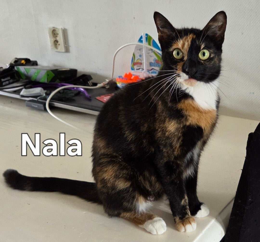 Lieve Simba, Nala & Kiara zoeken een liefdevol thuis, Meerdere dieren, Kortharig, 0 tot 2 jaar