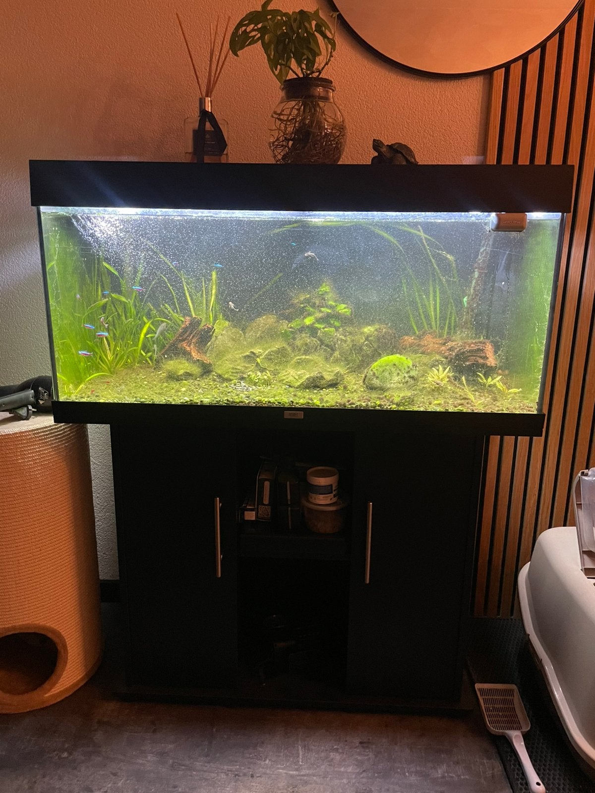 Juwel rio 180 met visbestand en heel veel extra, Ophalen, Gebruikt, Gevuld zoetwateraquarium, Juwel