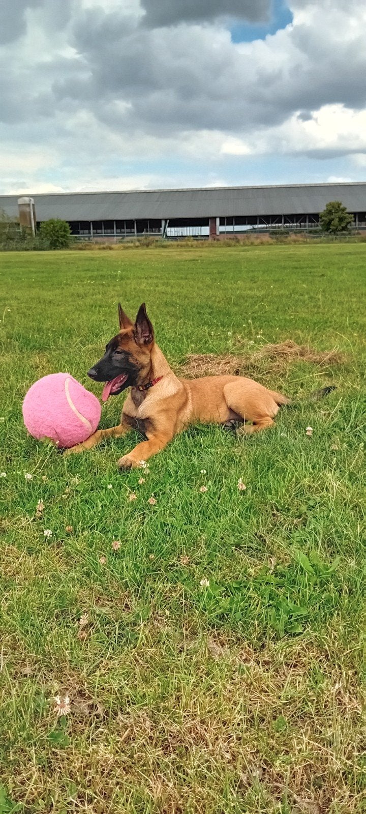 pup herder 15 weken, 8 tot 15 weken, Teef, Parvo, Eén hond