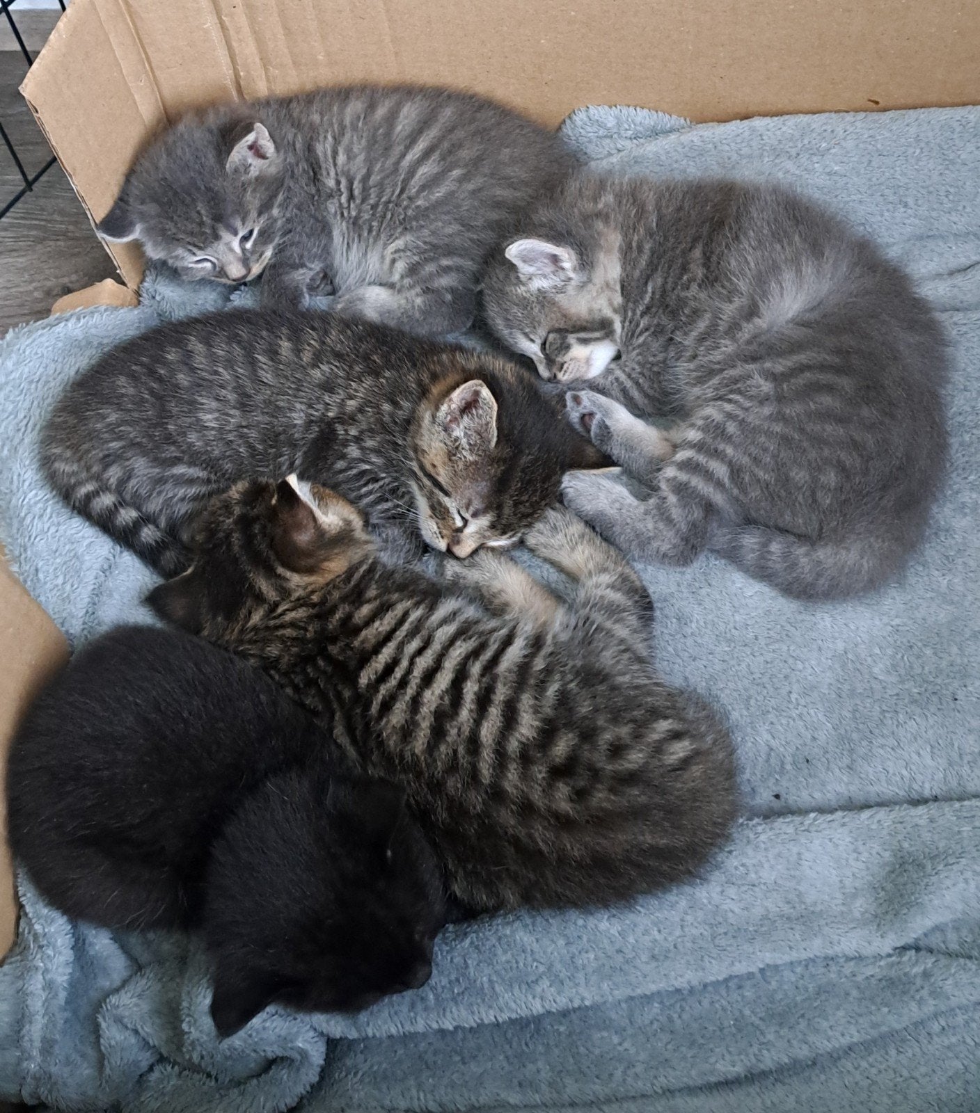 Prachtige lieve kittens, Dieren en Toebehoren, Katten en Kittens | Overige Katten, Meerdere dieren