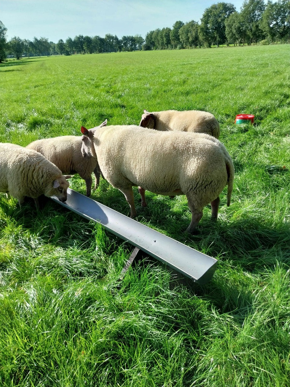 rouge dekram te koop 2.5 jaar, Mannelijk, Schaap