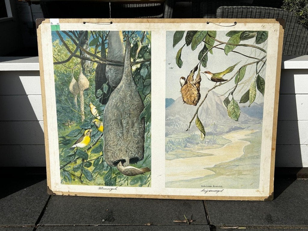 Wevervogel / snijdervogel, Antiek en Kunst, Ophalen of Verzenden, Natuur en Biologie