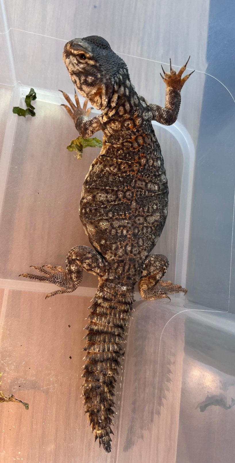 0,03 Uromastyx flavifasciata 1,5 jaar oud oranje rood, Dieren en Toebehoren, Hagedis, 0 tot 2 jaar