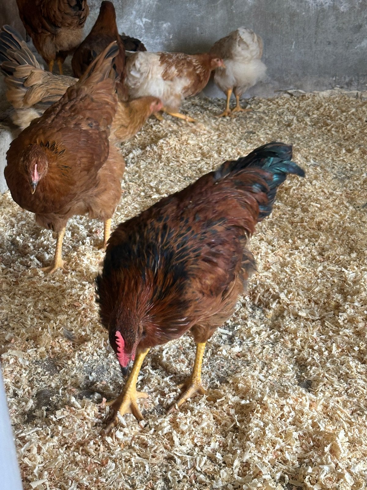 Gratis Welsummer haan, Dieren en Toebehoren, Pluimvee, Mannelijk, Kip