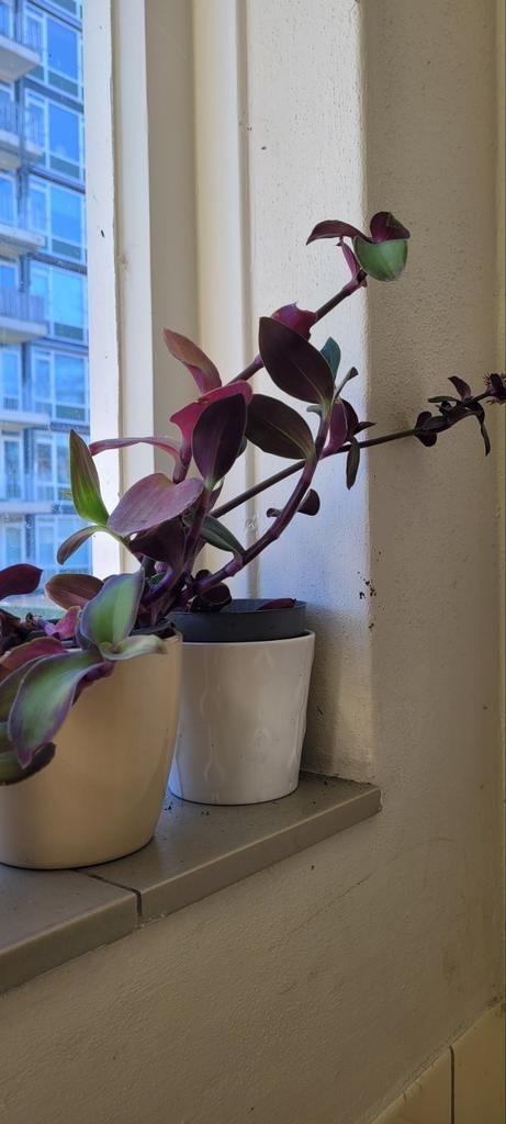 Tradescantia diverse soorten, Ophalen, Halfschaduw, Minder dan 100 cm