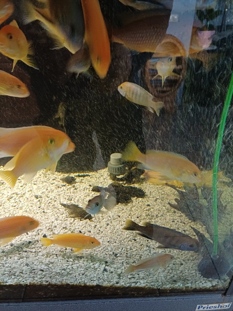 malawi cicliden, Vis, Zoetwatervis