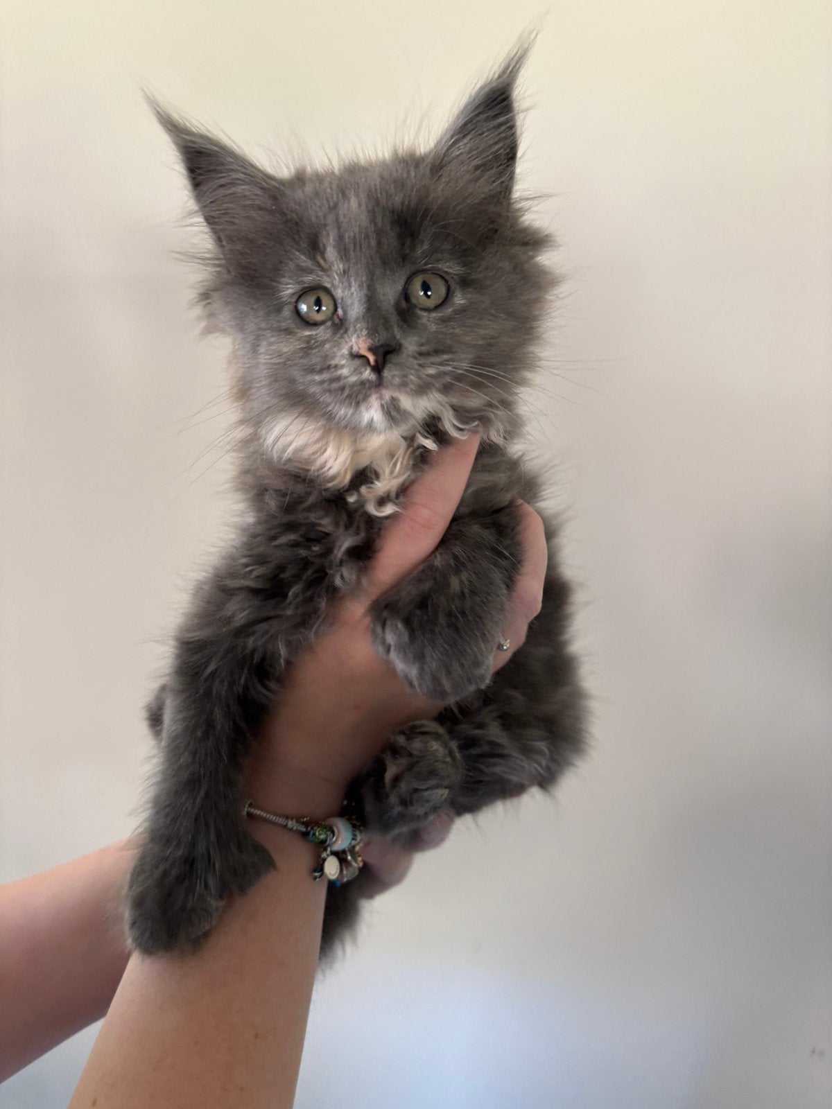 Maine coon kittens (polydactyl), Meerdere dieren, Ontwormd, 0 tot 2 jaar