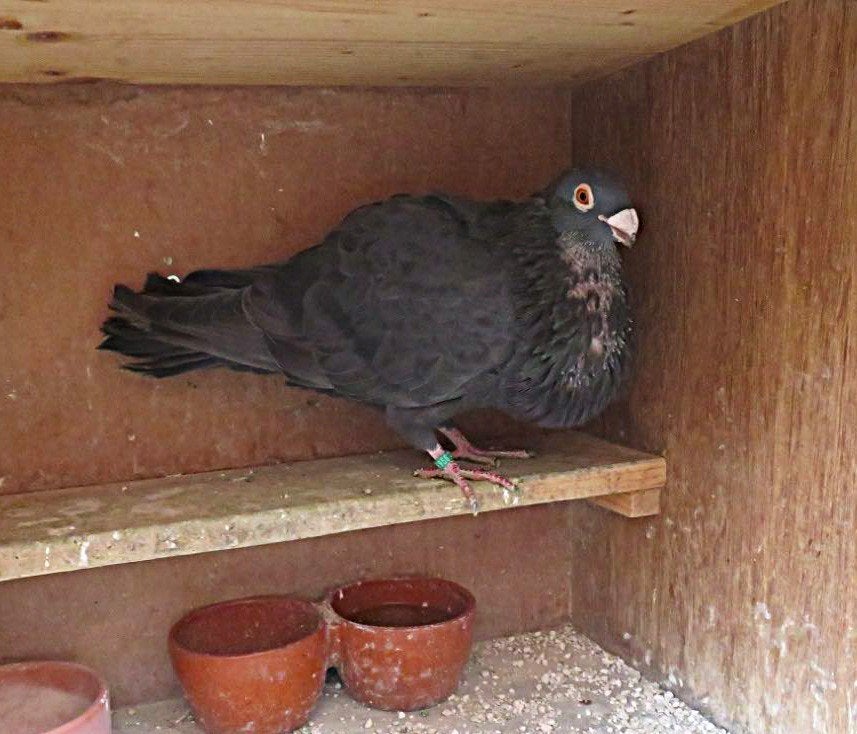 Valenciano's, Meerdere dieren, Kropper