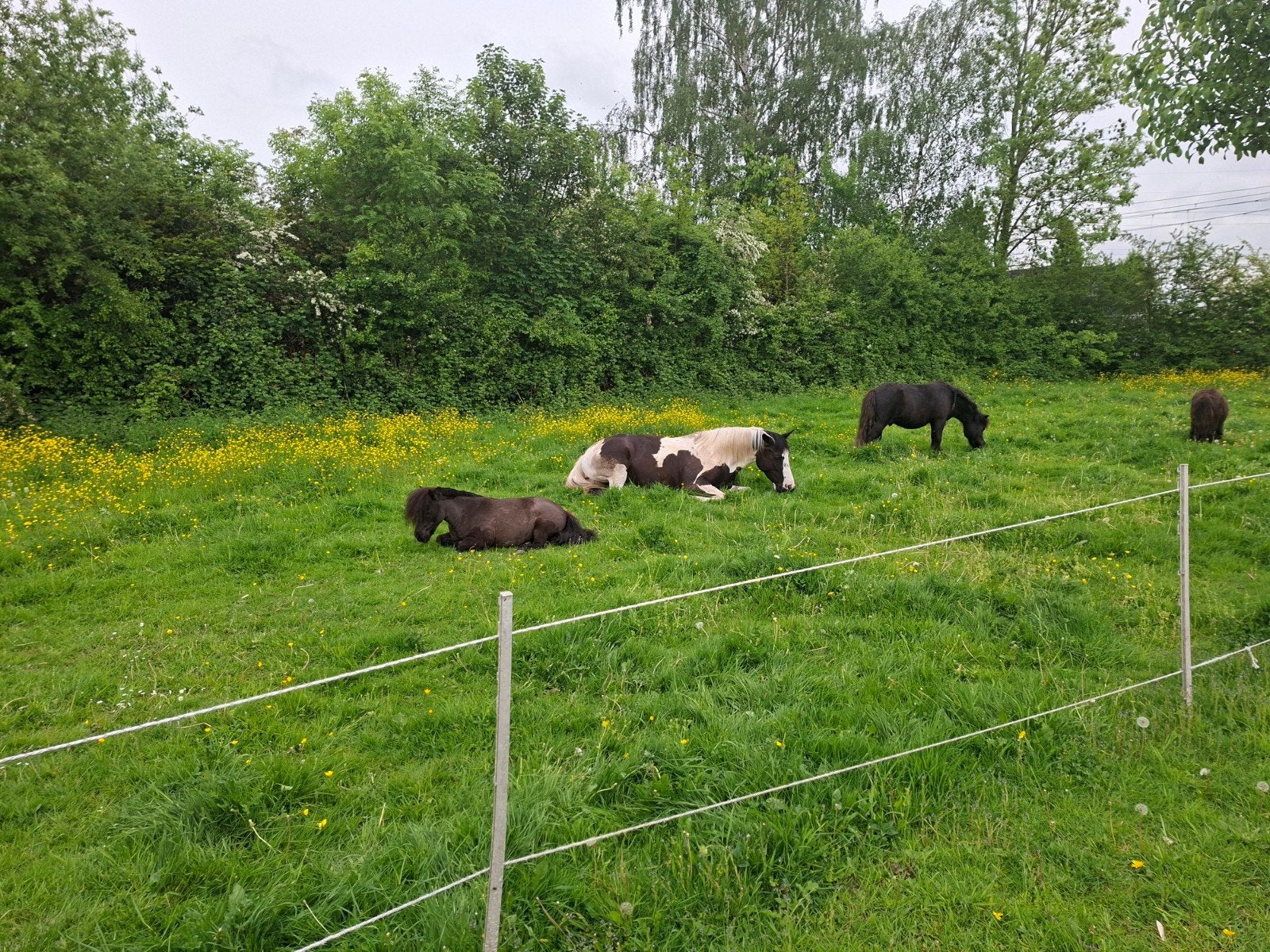 Plekje vrij voor Shetlander/A-pony. Stalling, weidegang., Dieren en Toebehoren, Weidegang
