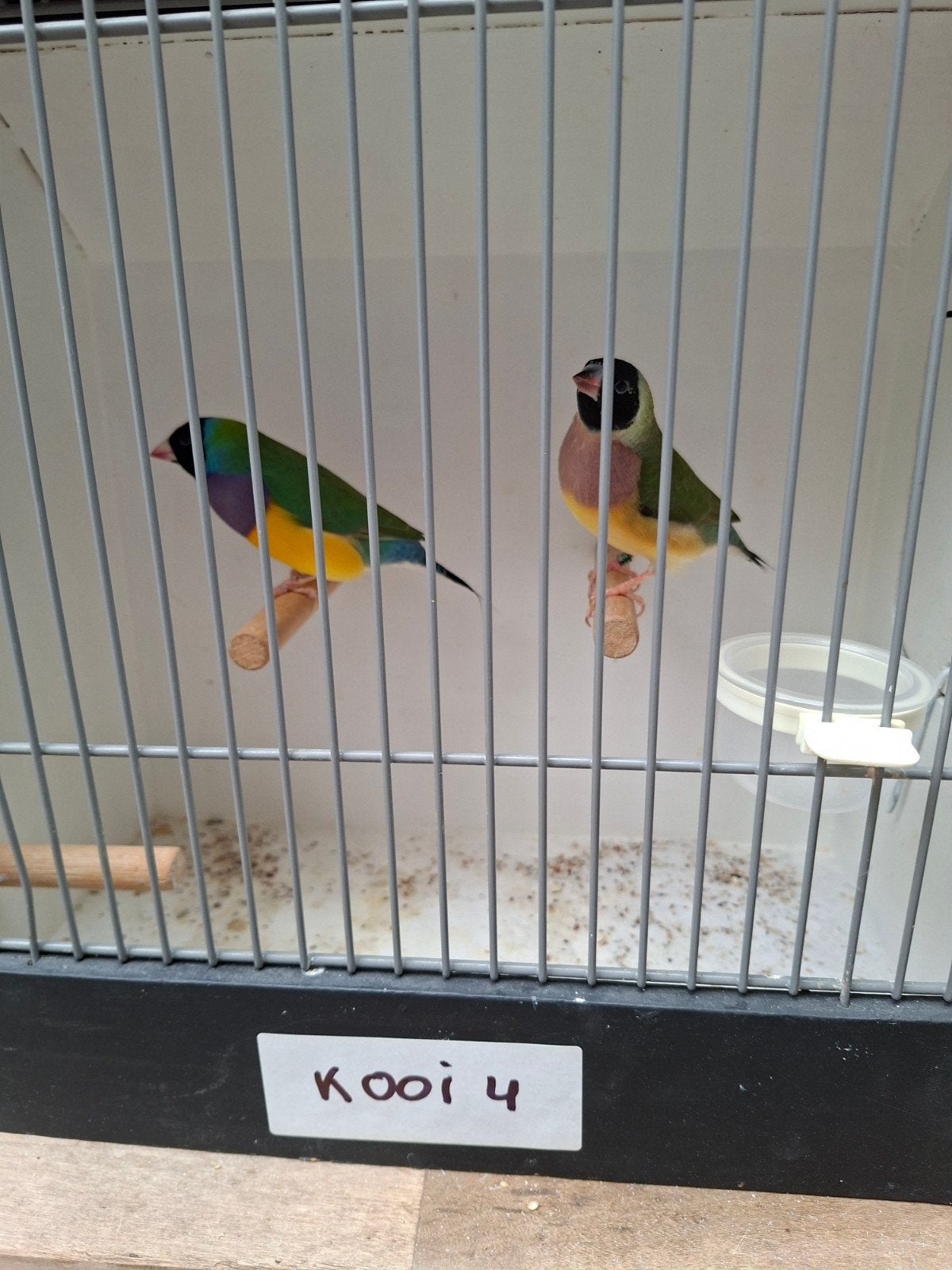 Gouldamadines klaar om te verhuizen, Meerdere dieren, Tropenvogel, Geringd