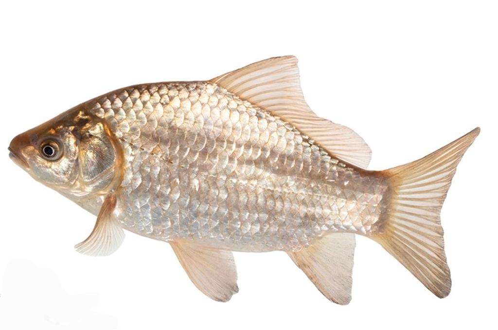 Giebels 10/20 cm, Karper of Koi