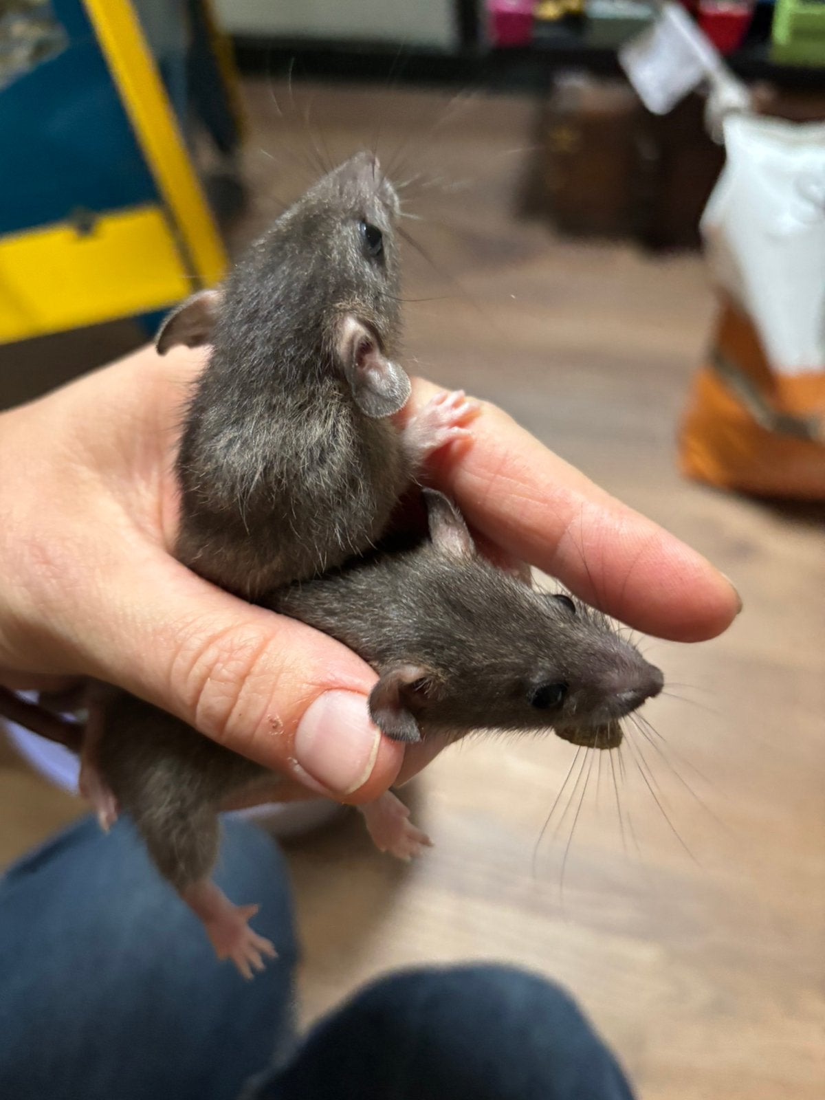 Tamme ratjes 6 weken oud, Dieren en Toebehoren, Knaagdieren, Rat, Juni, Meerdere dieren, Tam