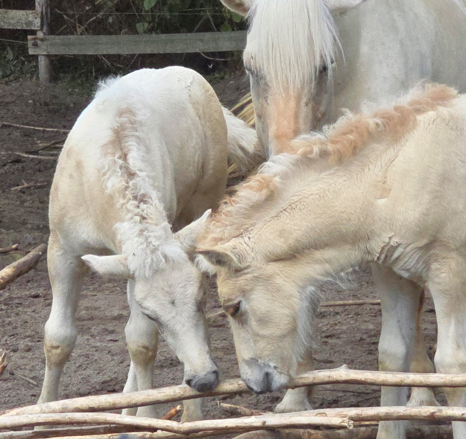 Fjord merrieveulen (rodblakk) en hengstveulen (gulblakk), Dieren en Toebehoren, Hengst, 0 tot 2 jaar