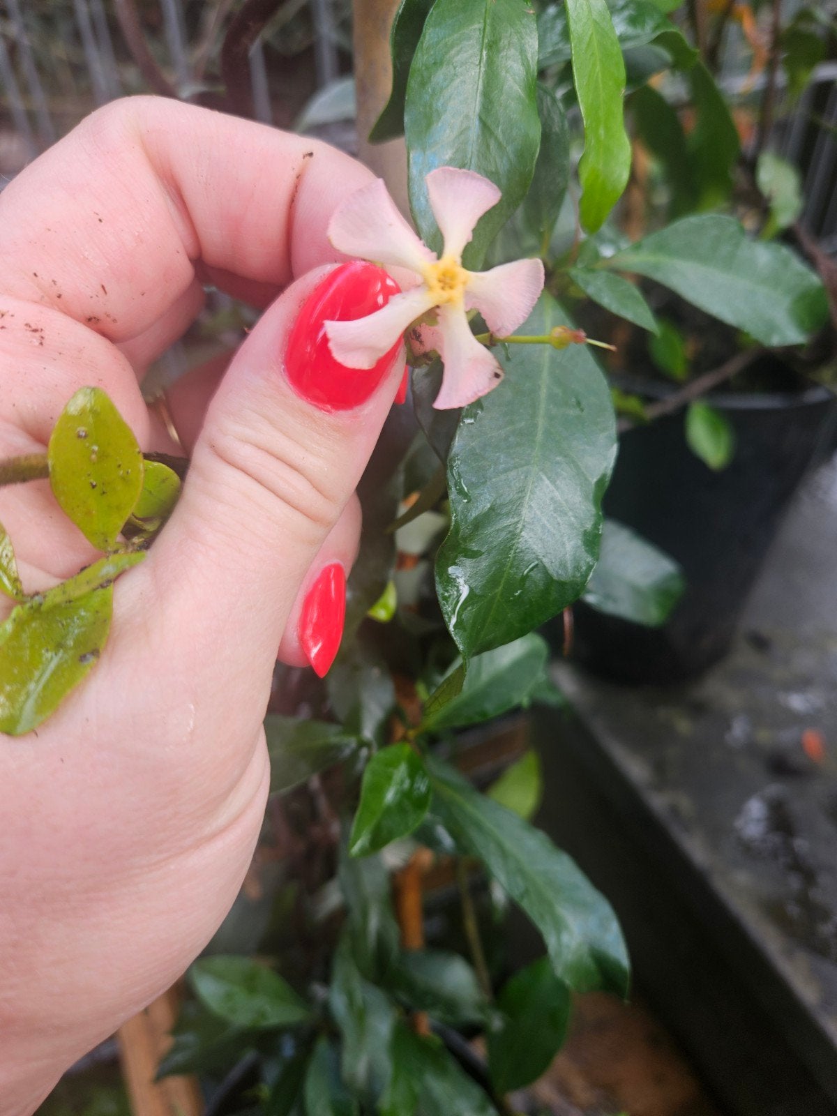 Toscaanse Jasmijn wit & Pink Air - Diverse Maten, Volle zon, Vaste plant, Ophalen of Verzenden, Klimplanten