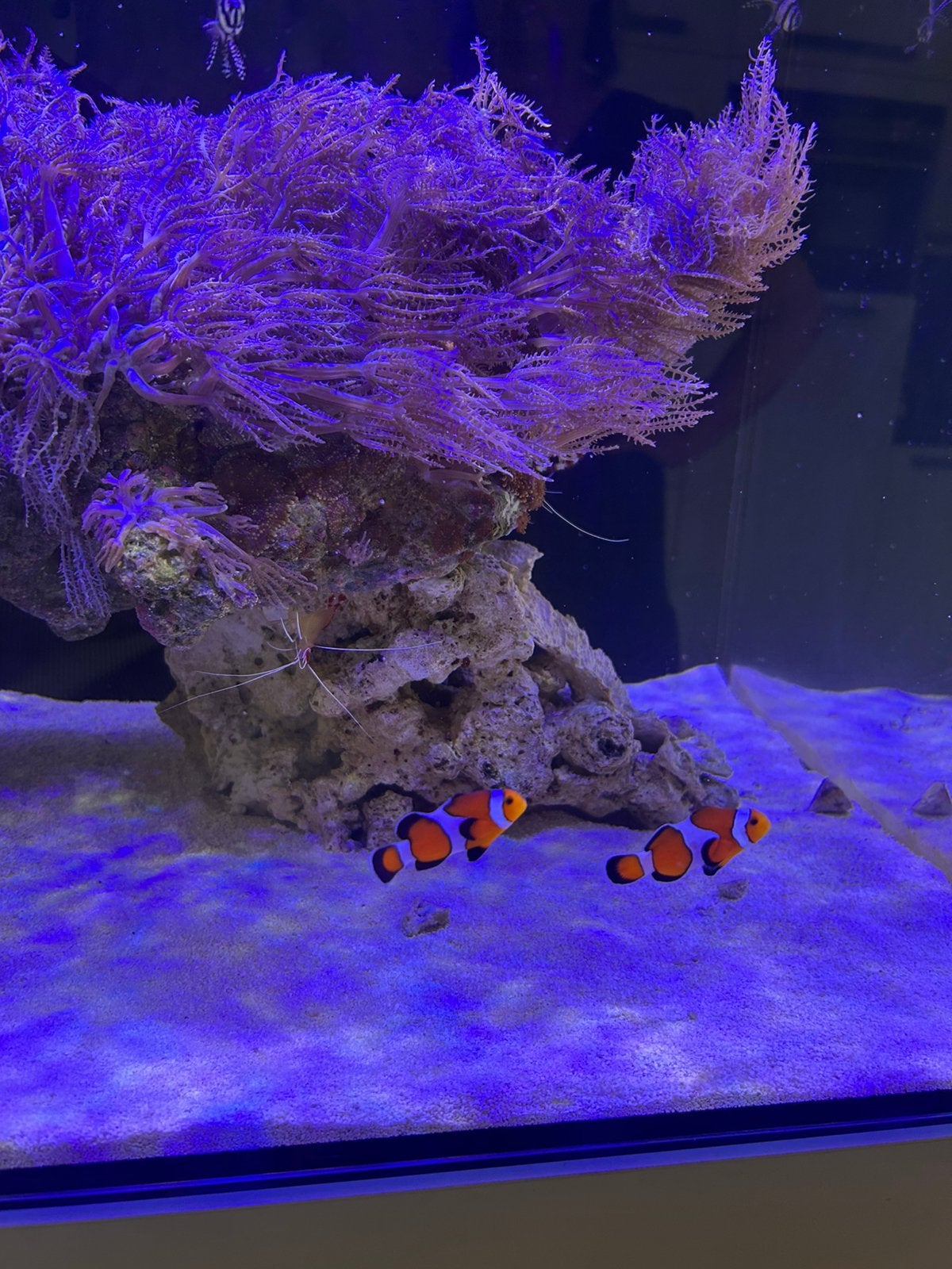 Koppel Amphiprion ocellaris, Dieren en Toebehoren, Vis