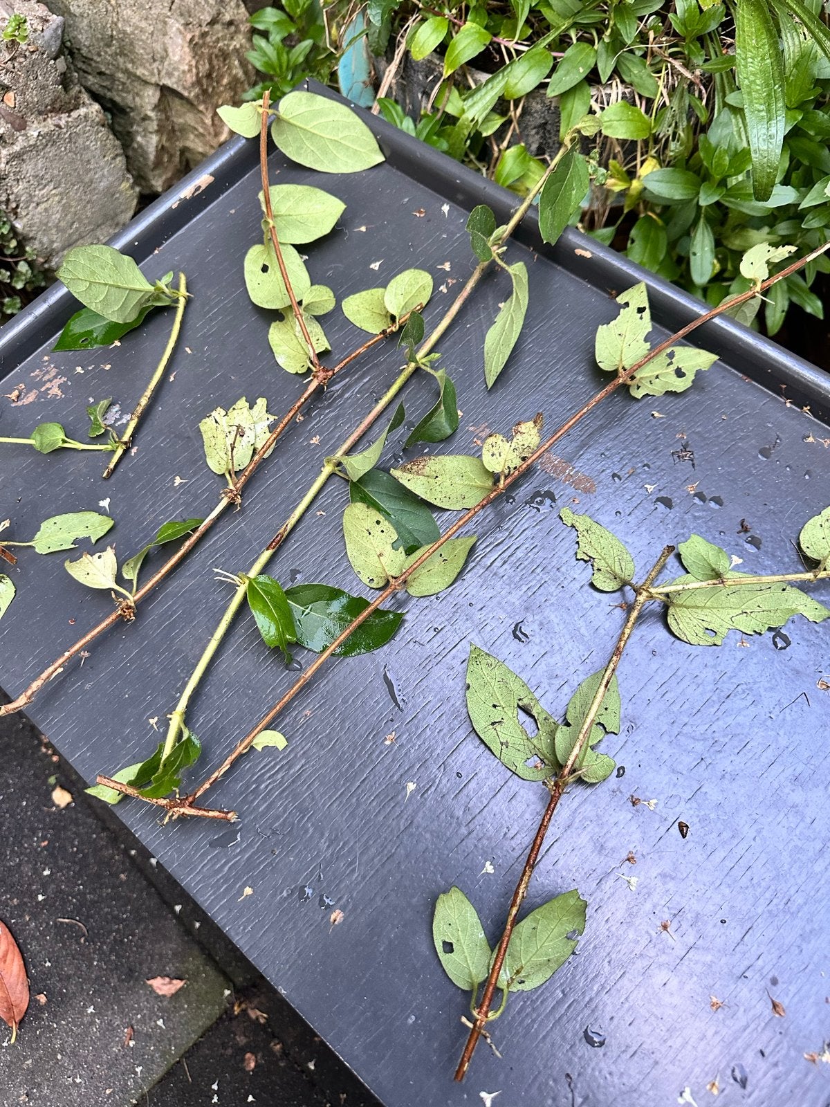 Gewortelde Kamperfoelie stekken - Klaar om te planten!, Vaste plant, Ophalen of Verzenden, Halfschaduw, Klimplanten