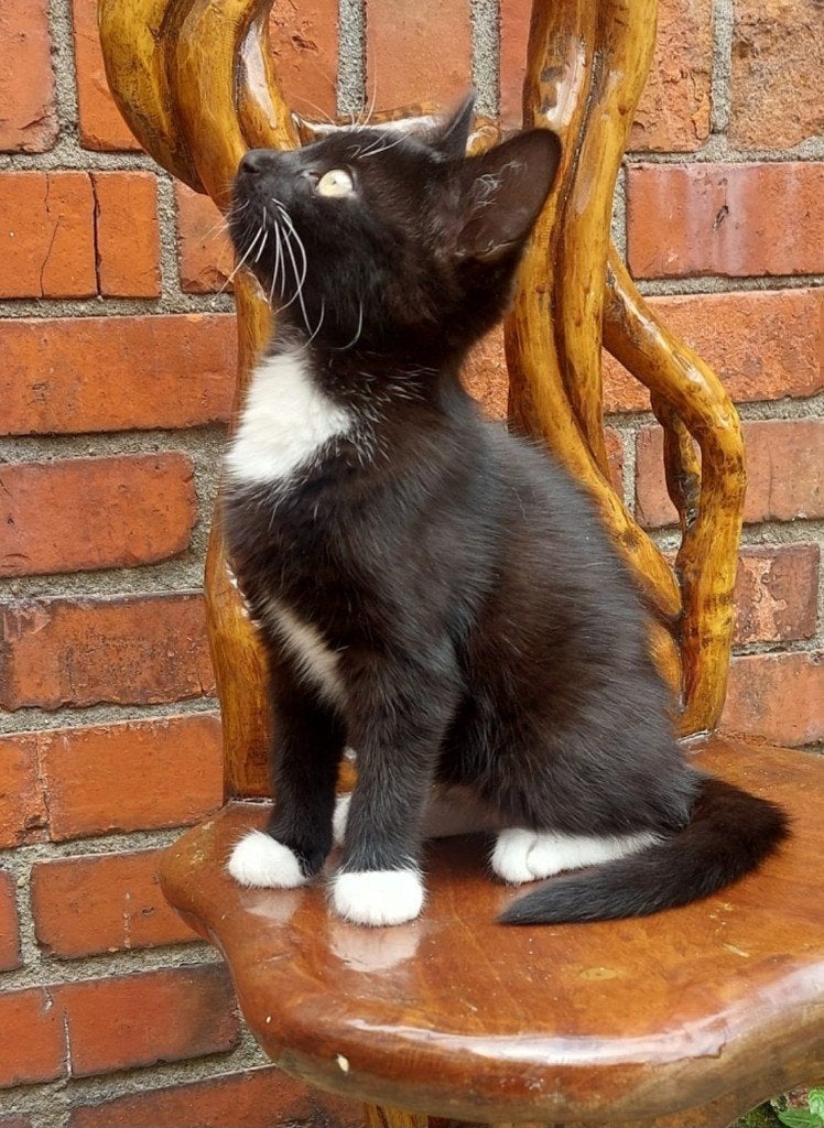 Prachtige  kitten (poes, 10 weken) zoekt liefdevol thuis!, Poes, Kortharig, 0 tot 2 jaar