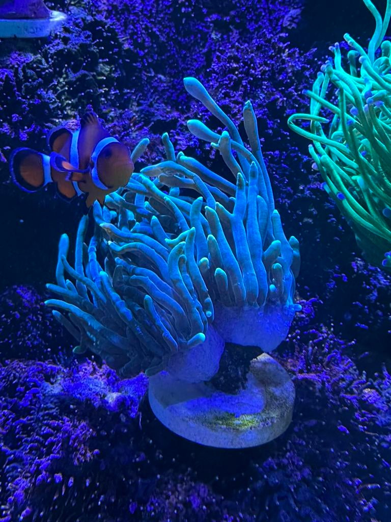 Euphyllia, Dieren en Toebehoren, Ophalen, Nieuw, Gevuld zeewateraquarium