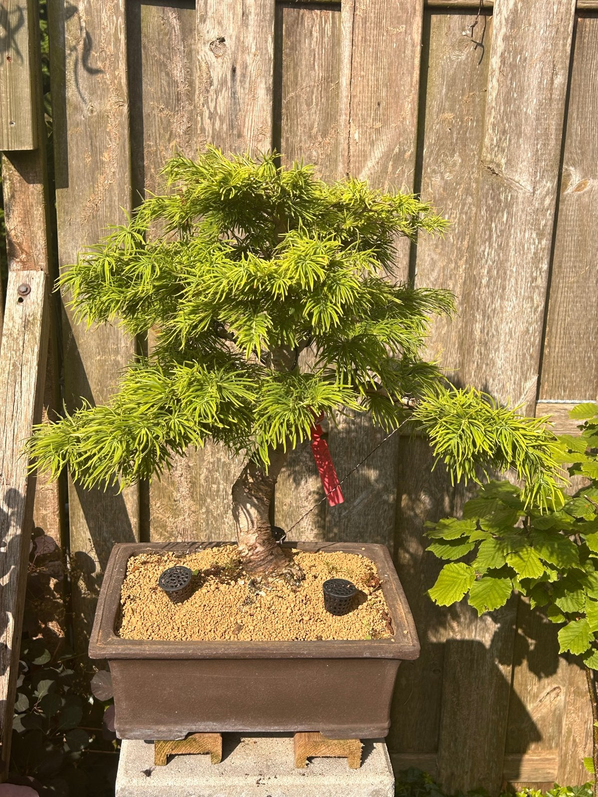 Prachtige Pseudo Bonsai Lariks -, Volle zon, Vaste plant, Bloeit niet, Ophalen
