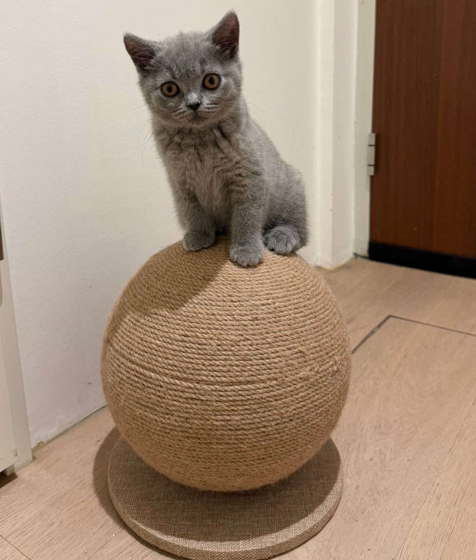 1 Britse Korthaar kitten (poes), Poes, Met stamboom, 0 tot 2 jaar