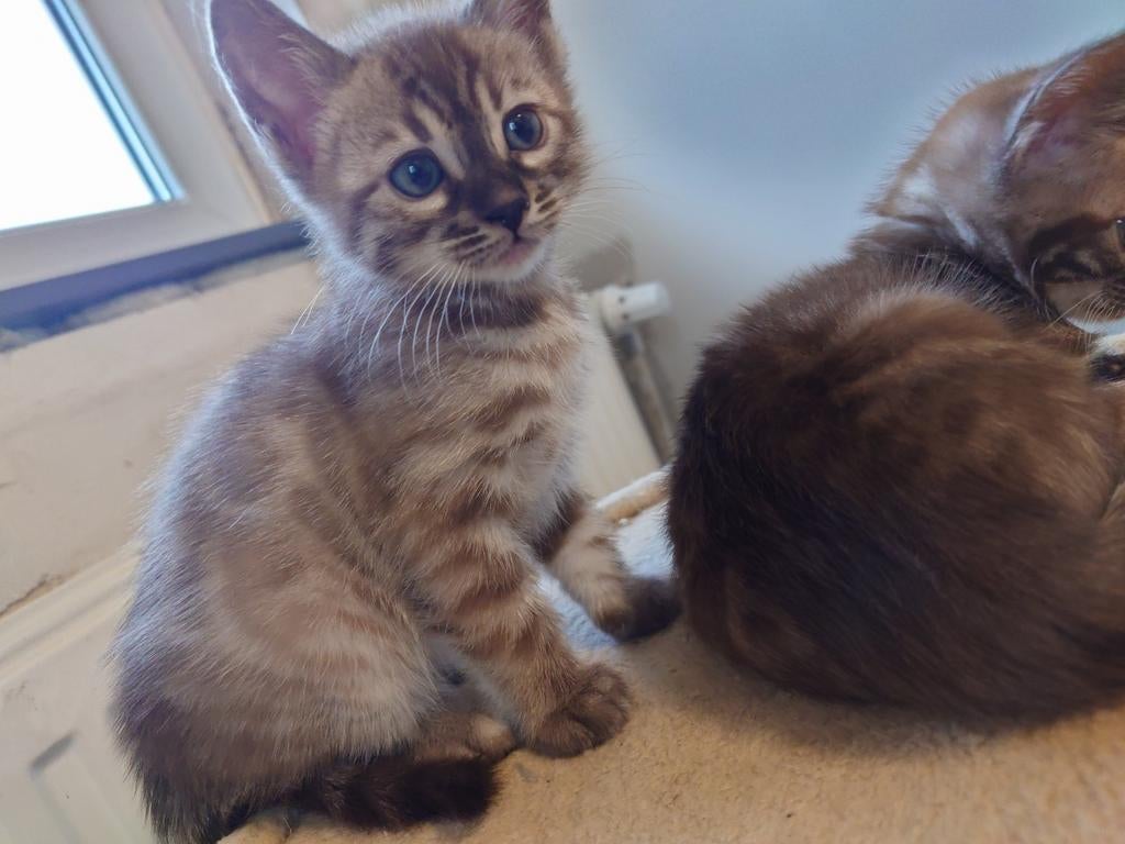 💯 Bengaal Kitten  ✅ Stamboom,🐈 Charcoal Mink And Brown, Dieren en Toebehoren, Katten en Kittens | Raskatten | Korthaar, Poes