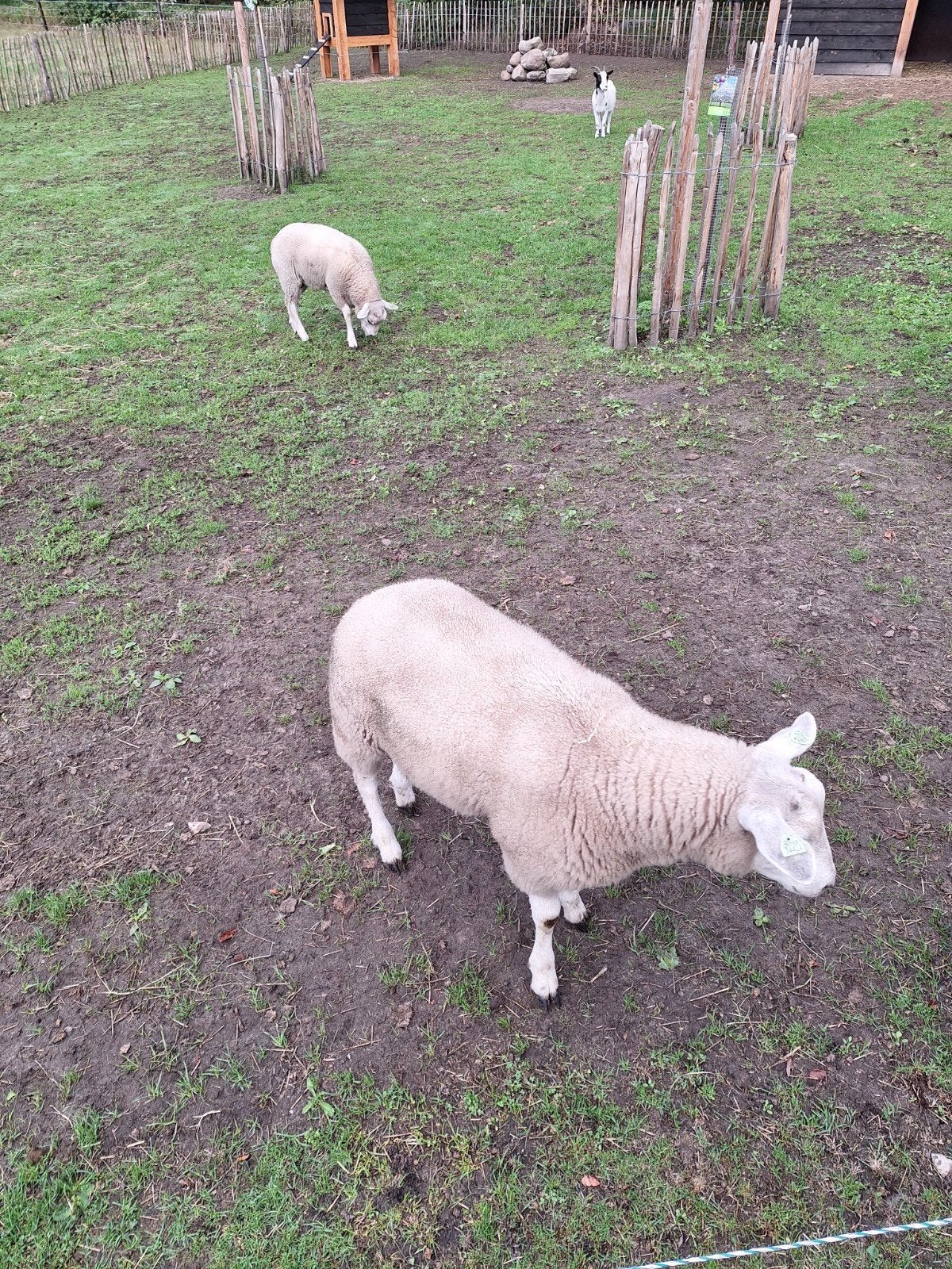 swifter/texelaar ram lammeren, Mannelijk, Schaap