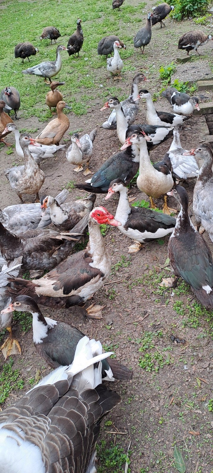 muskus eenden, Dieren en Toebehoren, Meerdere dieren, Eend