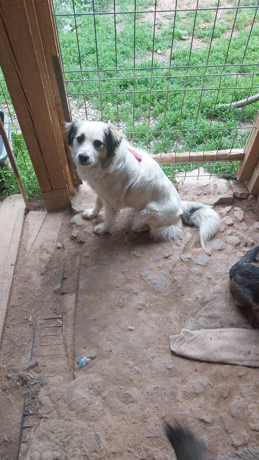 Lucy is ter adoptie!, Dieren en Toebehoren, Handelaar, 1 tot 2 jaar, Buitenland, Teef