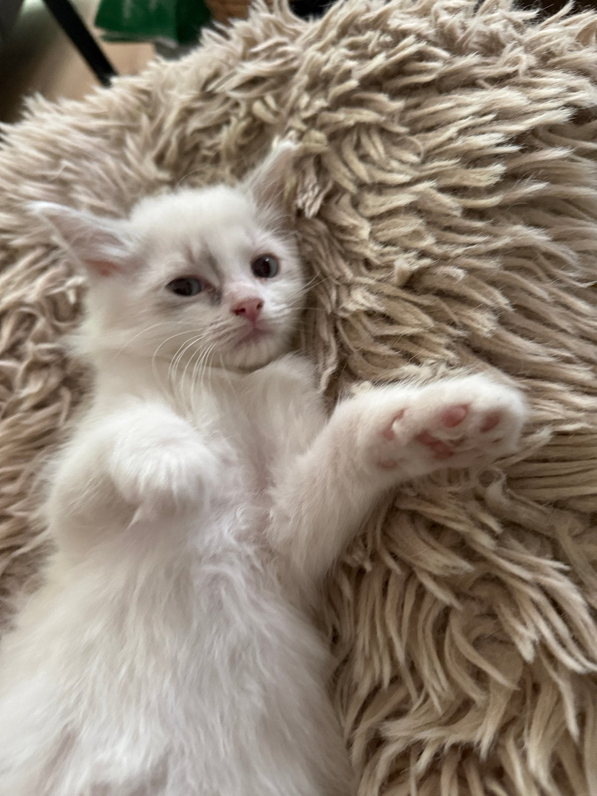 Ragdoll kittens, Dieren en Toebehoren, Katten en Kittens | Raskatten | Langhaar, Meerdere dieren