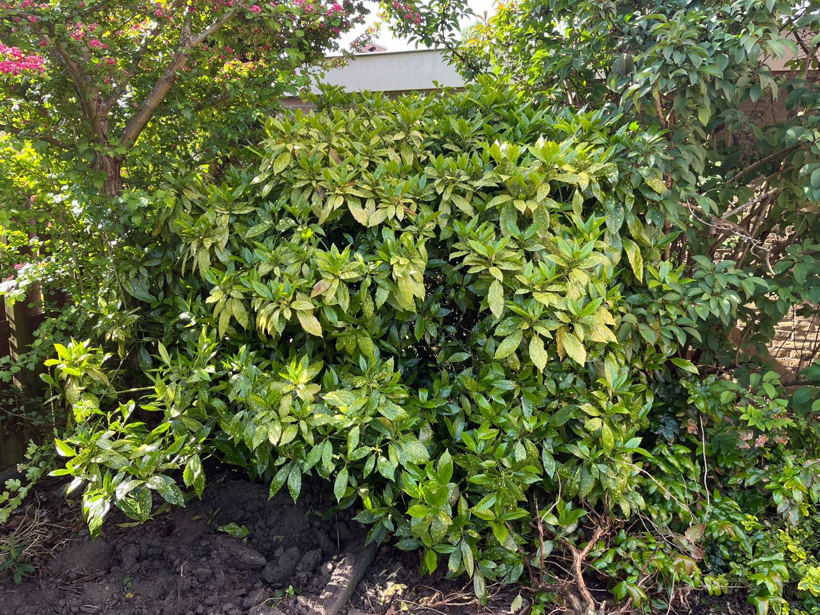 Japanse broodboom plant, Tuin en Terras, Ophalen, Struik