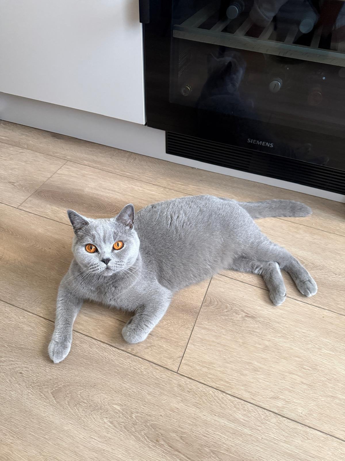 4 Britse korthaar kittens, poesjes.  (met stamboom), Poes, Met stamboom, 0 tot 2 jaar